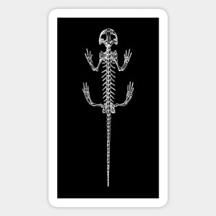 Salamander Skeleton Magnet